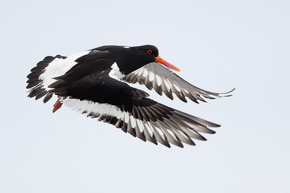 Eurasian Oystercatcher