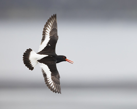 Eurasian Oystercatcher