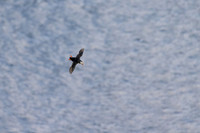 Atlantic Puffin