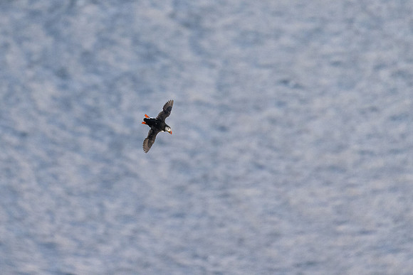 Atlantic Puffin