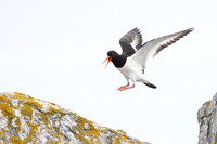 Eurasian Oystercatcher
