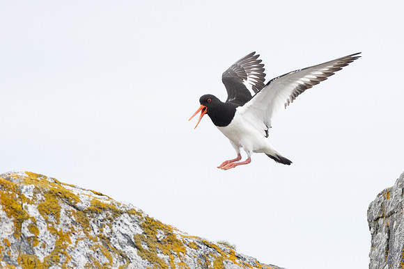 Eurasian Oystercatcher