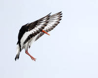 Eurasian Oystercatcher