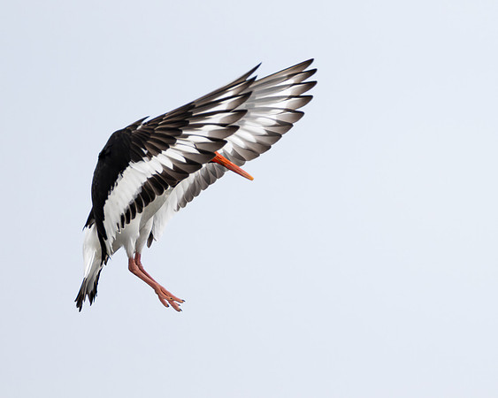 Eurasian Oystercatcher