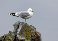 Common Gull