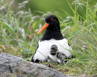 Eurasian Oystercatcher