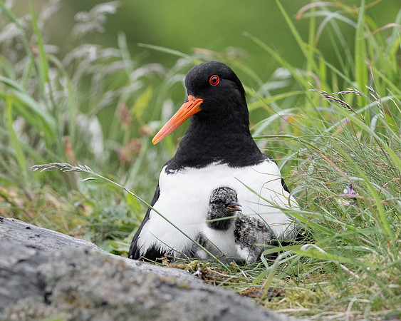Eurasian Oystercatcher