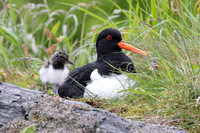 Eurasian Oystercatcher