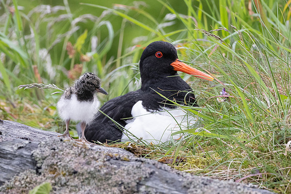 Eurasian Oystercatcher