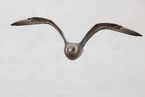 Arctic Skua (aka Parasitic Jaeger)