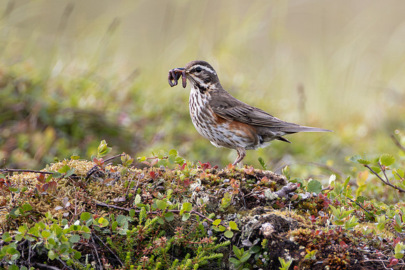 Redwing, with prey