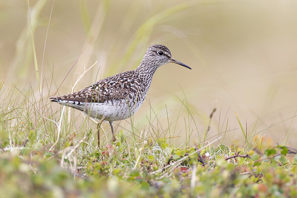 Wood Sandpiper