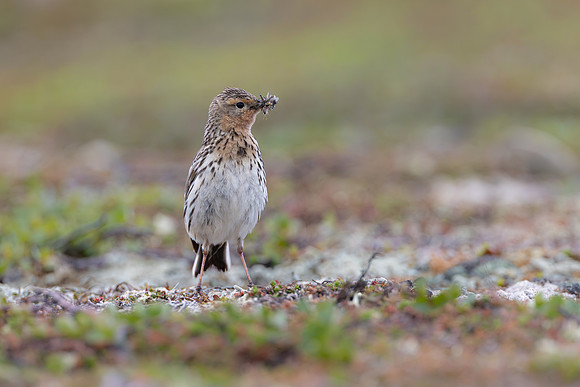 Red-throated Pipit