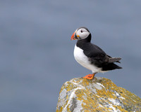 Atlantic Puffin