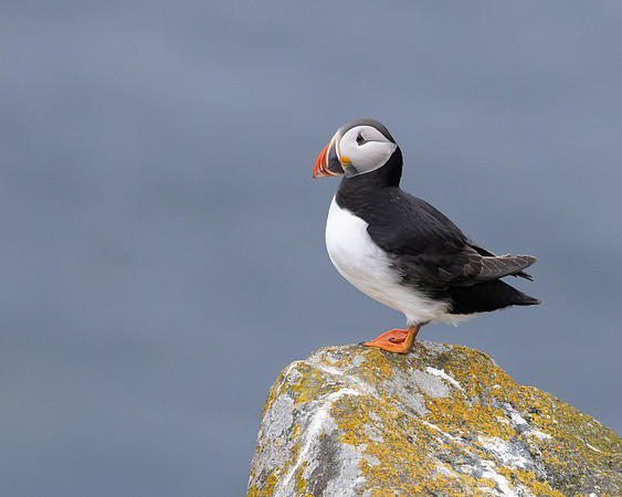 Atlantic Puffin