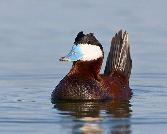 Ruddy Duck, courtship posture