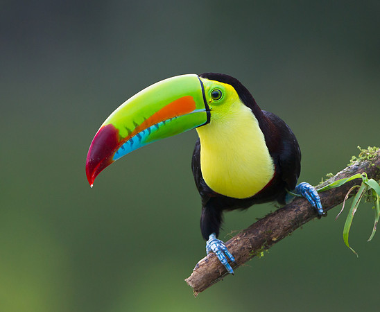 Keel-billed Toucan