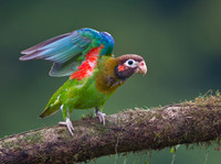 Brown-hooded Parrot, with wings raised