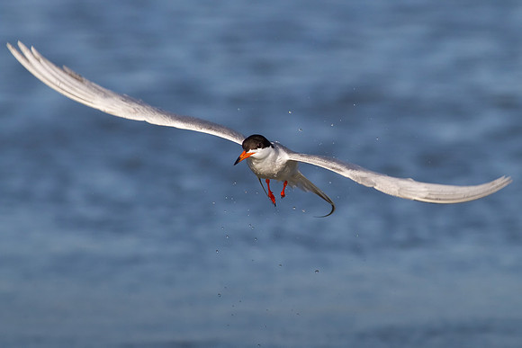 Forster's Tern