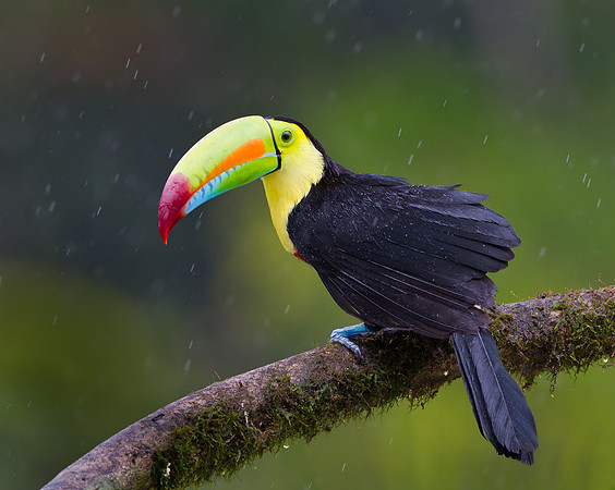 Keel-billed Toucan caught in the rain
