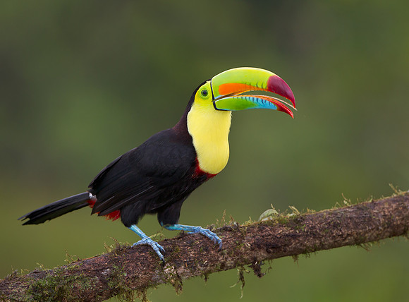 Keel-billed Toucan