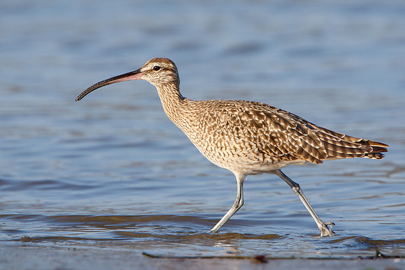 Whimbrel