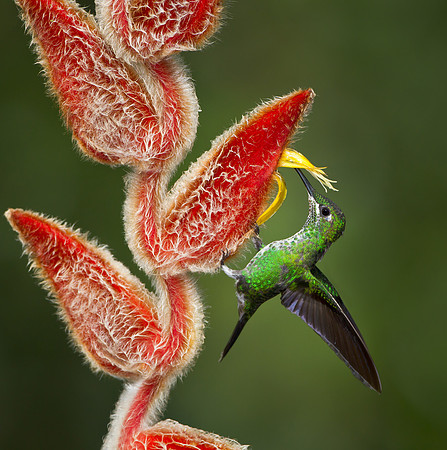 Green-crowned Brilliant perched on and feeding feeding on Heliconia