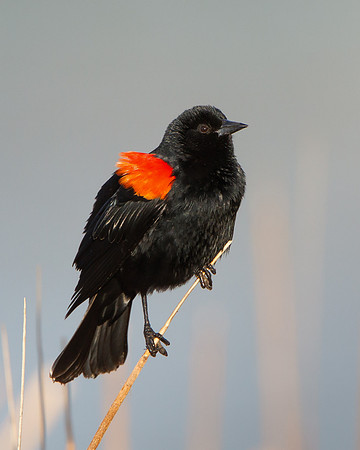 Red-winged Blackbird
