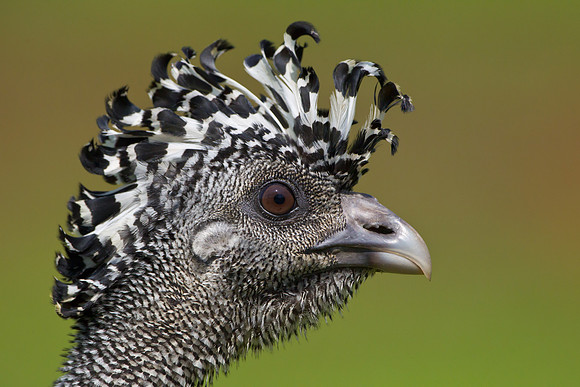 Great Curassow, female