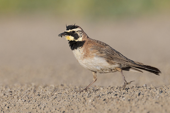 Horned Lark