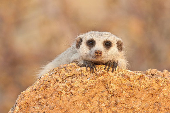 Meercat (Suricate)