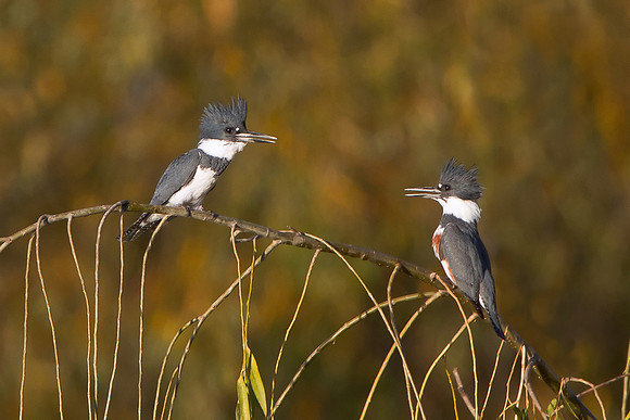 Belted Kingfisher, male & female