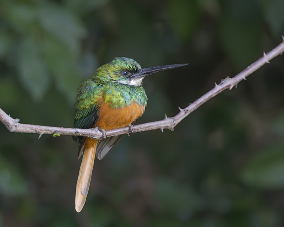 Rufous-tailed Jacamar