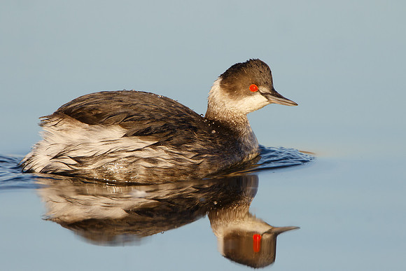Eared Grebe, winter plumage