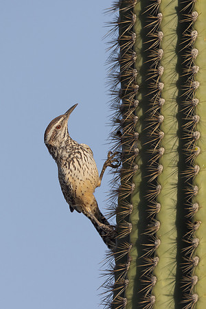 Cactus Wren