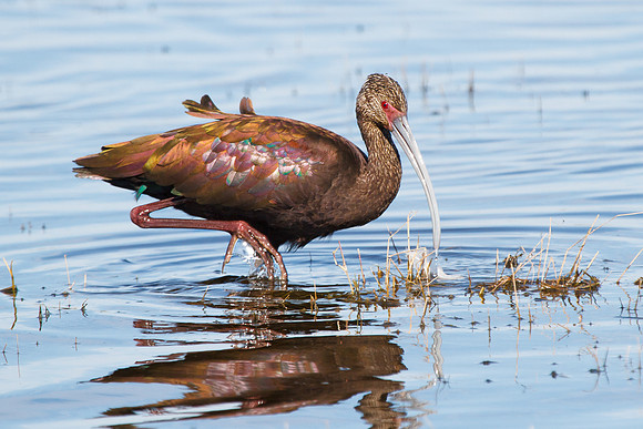 White-faced Ibis