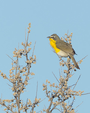 Yellow-breasted Chat