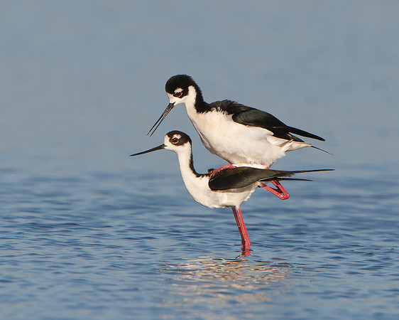 Black-necked Stilts mating; the "cloacal kiss"