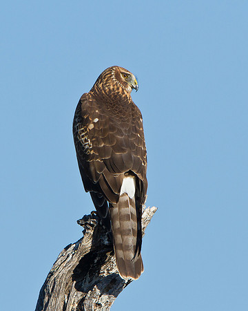 Northern Harrier