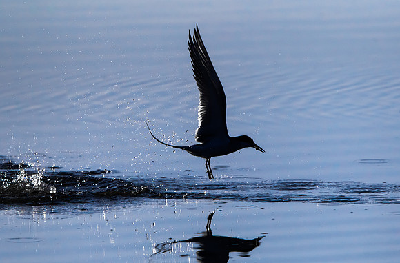 Forster's Tern, emerging from water with fish