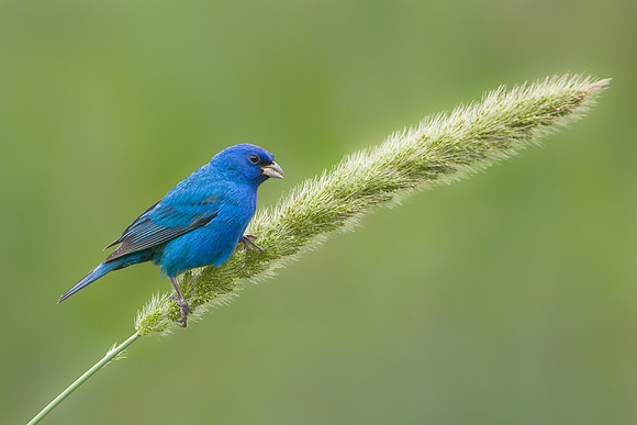 Indigo Bunting feeding on foxtail