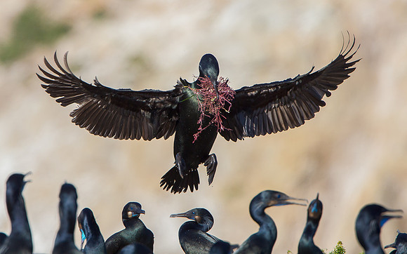 Brandt's Cormorant, with nest material