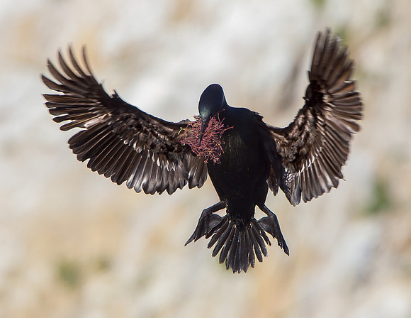 Brandt's Cormorant, with nest material