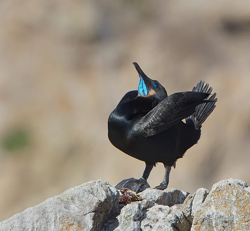 Brandt's Cormorant, courtship display