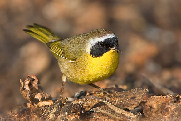 Common Yellowthroat, atop rotting Brussels sprouts