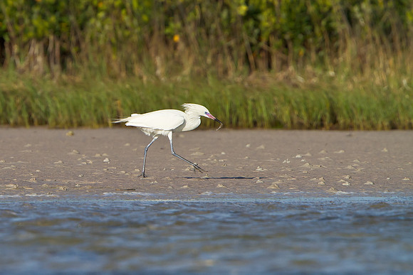 Reddish Egret, white-morph