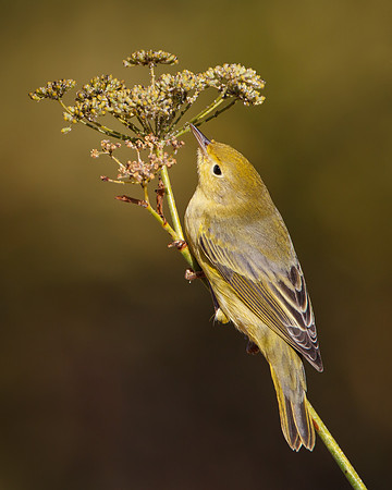 Yellow Warbler