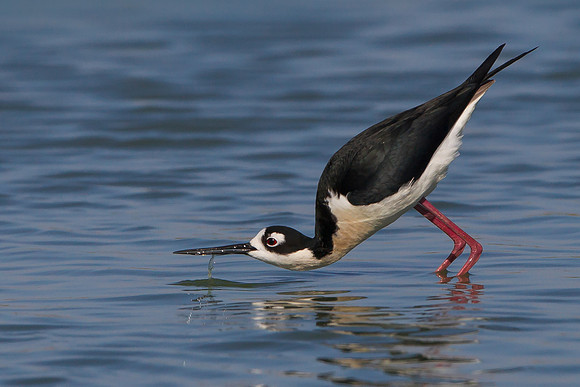 Black-necked Stilt, drinking