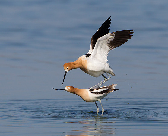 American Avocets, mating