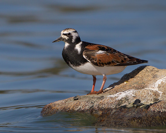 Ruddy Turnstone, breeding plumage